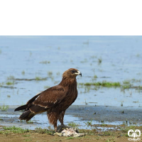 گونه عقاب خالدار بزرگ Greater Spotted Eagle